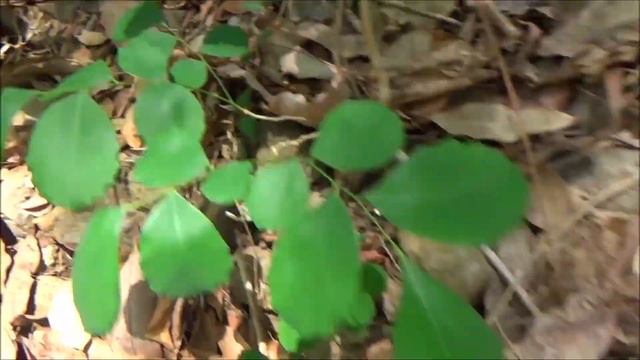 Rubber tree (Hevea brasiliensis) - part 1 смотреть онлайн