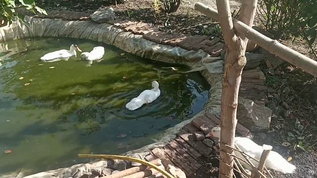 Из спиленных веток оригинальный мостик к пруду. смотреть онлайн