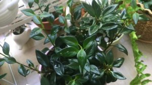 ?НЕМАТАНТУС?Уход в домашних условиях ? Эстафета «Три дорогих сердцу растения»?