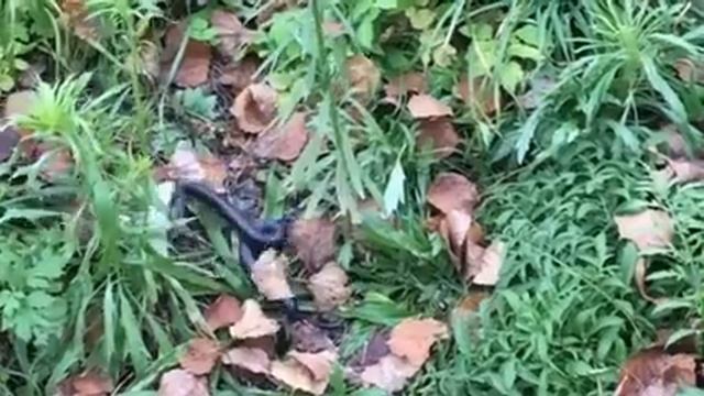 Ласка и змея смотреть онлайн