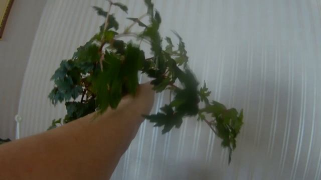 Домашние растения в марте, огурцы "Маша", и перестановка в спальне смотреть онлайн