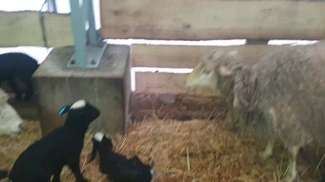 Очередная двойня.....итог 14 мам и 25 ягнят