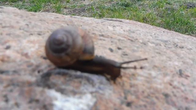 #Fruticicola Fruticum#КУСТАРНИКОВАЯУЛИТКА#УЛИТОК С УЛИЦЫ НЕ НАДО БРАТЬ ДОМОЙ#ПИТОМНИКМАРИМИСТИК