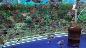 Пецилия / Xiphophorus maculatus - Аквариумные тропические рыбы #21