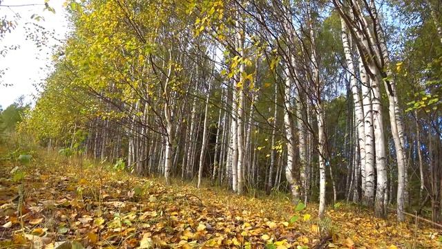 Грибки-грибочки. RELAX. смотреть онлайн