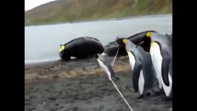 Смотреть! Смешные - озорные пингвины смотреть онлайн