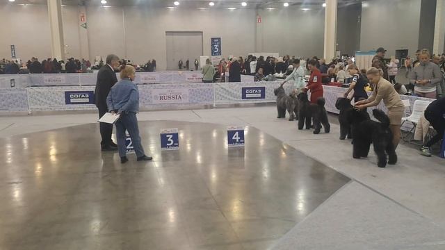 Россия 2019, 03.11.19, ринг Фландрский бувье (ч2) смотреть онлайн