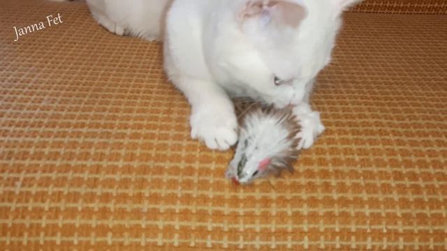 🔺КАК ПРОПАЛА БЕТСИ... [JANNA FET] смотреть онлайн