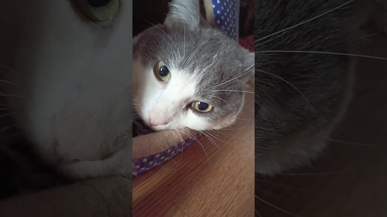 Жизнь удалась. #кот #мурзик #питомец #лайк #икра #приколы #котики смотреть онлайн