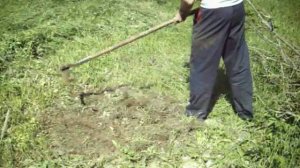 Плоскорез на дернине. Почти плоскорез Фокина.