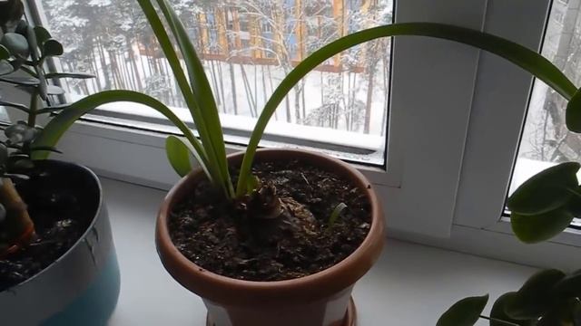 Как вырастить много белых грибов дома (шокирующий результат) смотреть онлайн