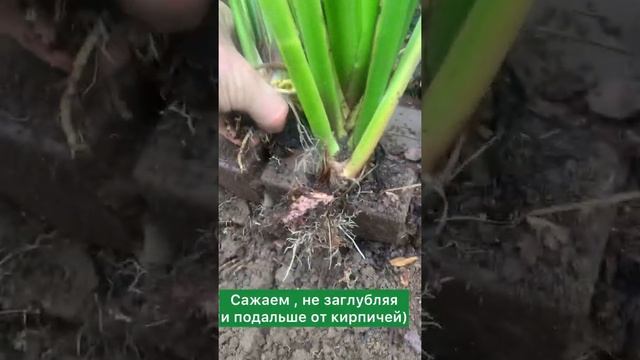 Размножение ириса смотреть онлайн