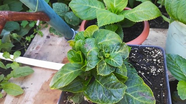 Первый опыт черенкова ния гортензии "бесконечное лето". смотреть онлайн