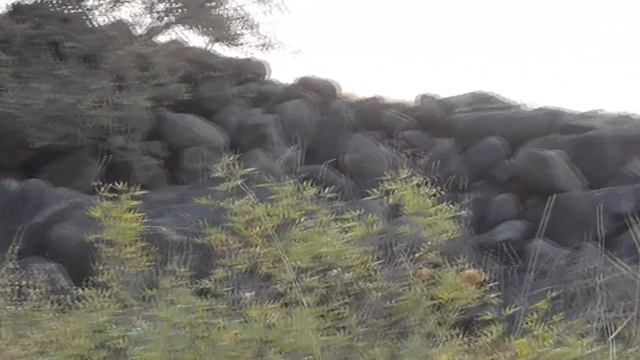 05.08.18 Природа и жизнь. Даманы- каменные зайцы смотреть онлайн
