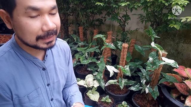 เทคนิคเลี้ยงไม้สาย Syngonium เงินไหลมาด่างขาวให้โตเร็วด่างชัด