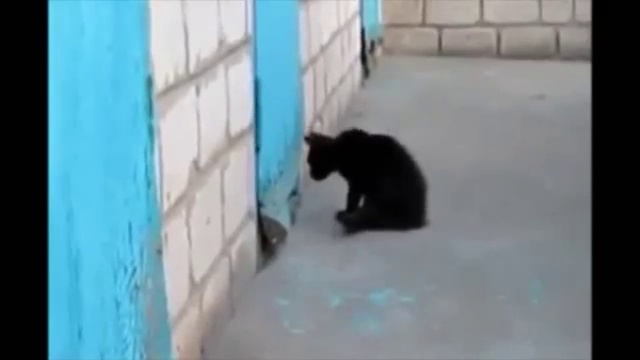 Котенок спасает своего друга смотреть онлайн