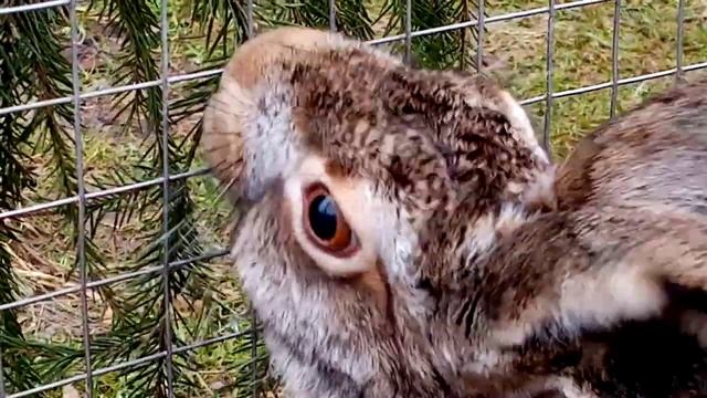 Чем же заняты зайцы? смотреть онлайн