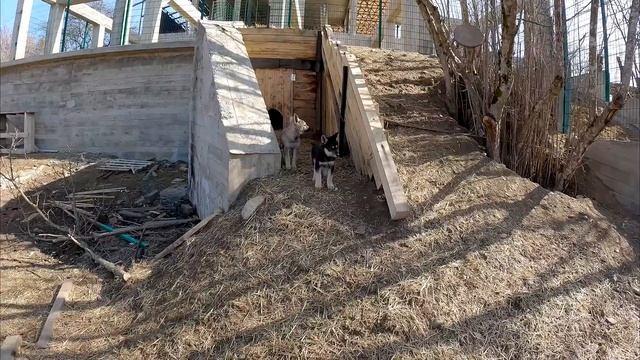 Встреча кобелей лицом к лицу !!! Что было дальше ?? Питбуль Спайк и Колобок... Субботник у Волков ! смотреть онлайн