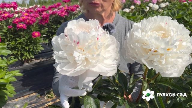 Vogue peony. Вог пион. Пулков сад смотреть онлайн