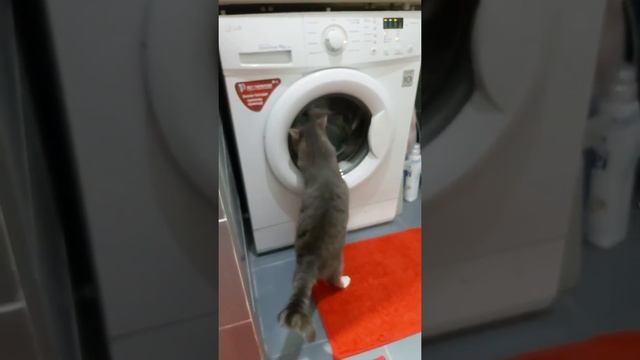 #кошка#стирает#енот#прикол смотреть онлайн