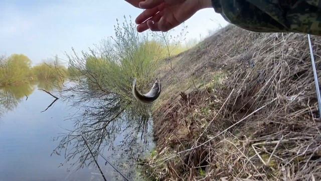 Ловля ЗОЛОТОГО и СЕРЕБРЯНОГО карася на поплавок на небольшом прудике! смотреть онлайн