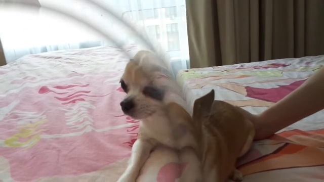 Изменчивый характер чихуахуа Вики / Вики снова рычит смотреть онлайн