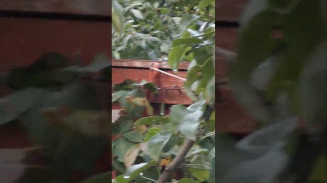 Нашла ещё одну кормушку, и перетаскала все орехи смотреть онлайн