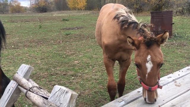 КУПИЛИ ДОМ В ДЕРЕВНЕ И СТАЛИ ЖИТЬ ПО НАСТОЯЩЕМУ И ДРУГОГО НАМ НЕ НАДО смотреть онлайн