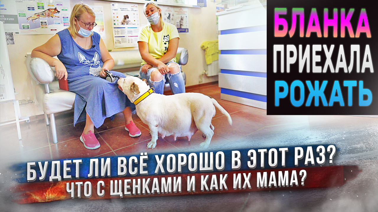 Бланка сегодня должна родить! Приехали в ветеринарную клинику. А что скажет доктор? смотреть онлайн
