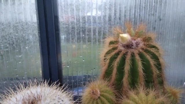 Царица ночи .Полив кактусов.Selenicereus grandiflorus. смотреть онлайн