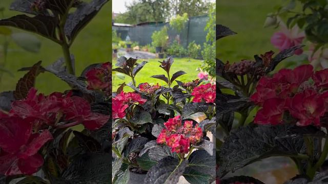 Літній дощ. Гортензія широколистна серії Black Diamond's сорт «After Midnight” смотреть онлайн