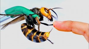 Самые Опасные Насекомые, Которые Существуют Сегодня!