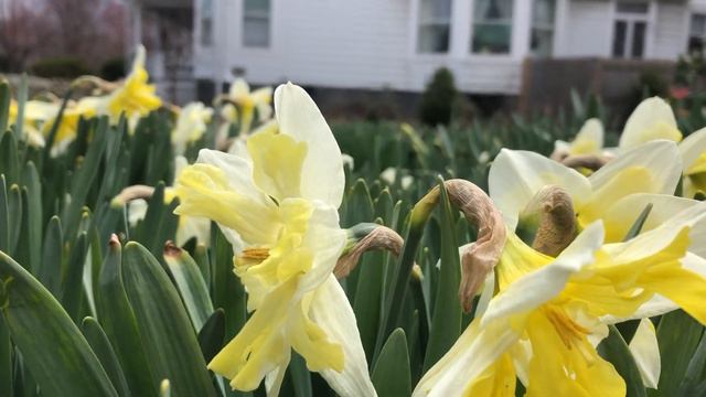Cassata Daffodils | Bulbs In Bloom