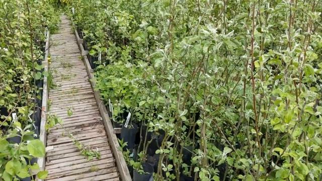 # 72. Приехали в питомник растений на консультацию. Выбираем плодовые деревья и кусты. Дачный дом смотреть онлайн