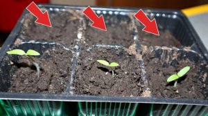 Что делать если посаженные семена томатов не всходят? Сколько всходят семена?