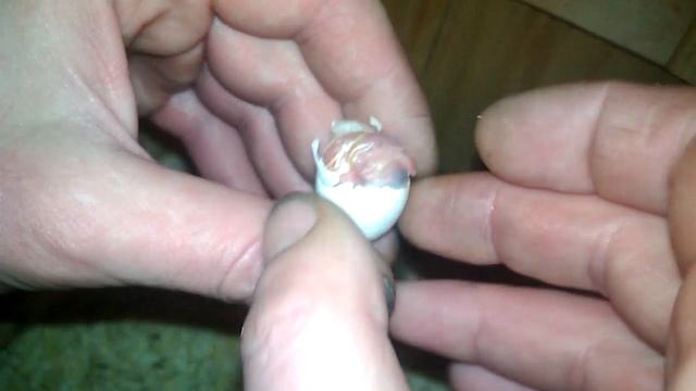 Помогаем птенцу выбраться из яйца. Как вылупляется птенец . смотреть онлайн