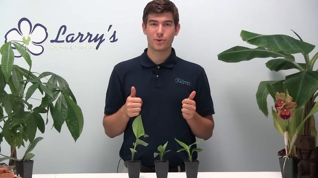 How To Grow Bird Of Paradise - Growing Guide