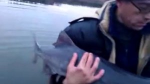 Веслонос "чудо-рыба", поймал-отпусти!!!