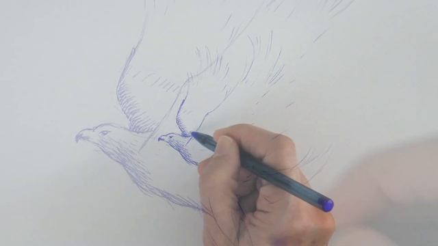 DRAWING AN EAGLE WITH A CHEAP BALLPOINT PEN - Timelapse смотреть онлайн