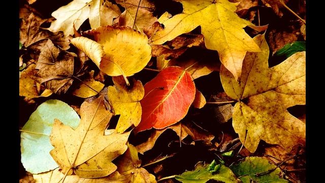 Феноменальная БИЗНЕС ИДЕЯ. Деньги из мусора! Как легко заработать!! смотреть онлайн