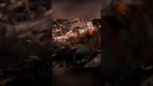 Тропический ужас, паук Птицеед-голиаф