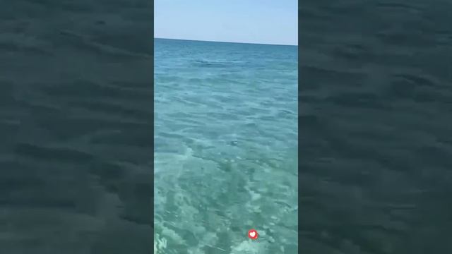 ДЕЛЬФИНЫ В ОТКРЫТОМ МОРЕ. КОСА БЕЛЯУС. КРЫМ. #нашелето #крым #отпуск смотреть онлайн