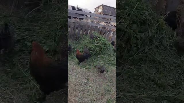 Курочки Несушки.ру спустя месяц после доставки смотреть онлайн