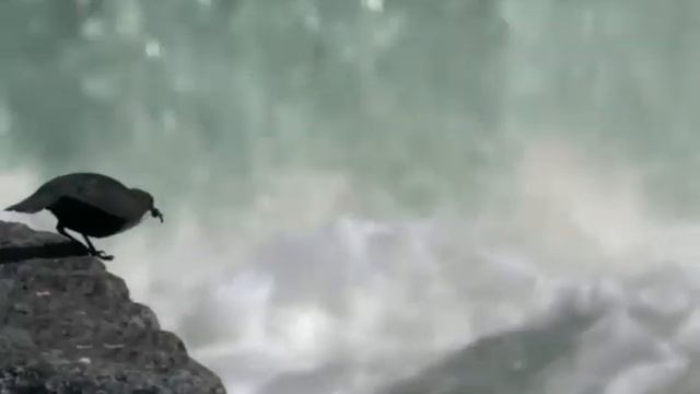 Оляпка. Пронзающая водопады птица смотреть онлайн