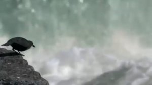 Оляпка. Пронзающая водопады птица