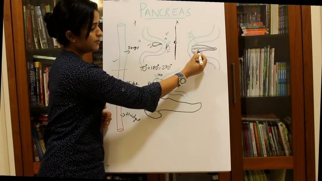 DEVELOPMENT OF THE PANCREAS-HUMAN EMBRYOLOGY- DR ROSE JOSE MD DNB MNAMS смотреть онлайн