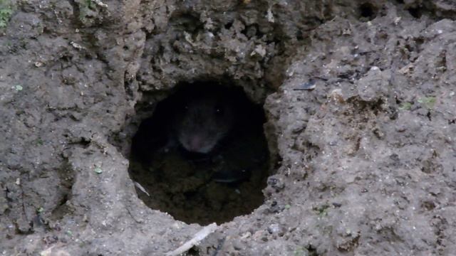 Полёвка у своей норки смотреть онлайн