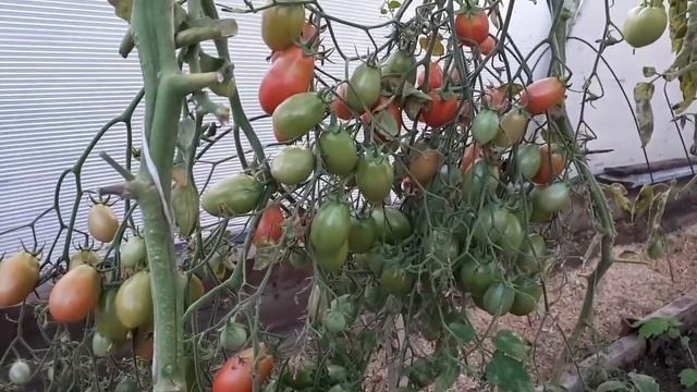 Розовый снег - чудо томат. смотреть онлайн