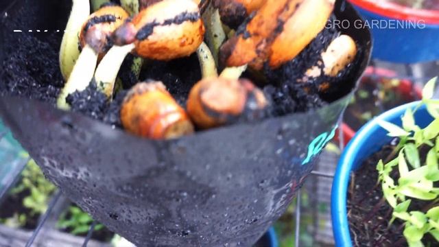 How To Grow Seed Durian Plant | Cara Semai Biji Pokok Durian смотреть онлайн
