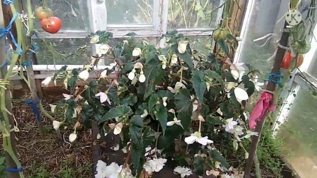 Готовлю Фуксию и бегонию к зимовке. смотреть онлайн